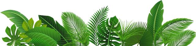 凤梨和菠萝为什么菠萝要泡盐水,菠萝怎么挑好坏