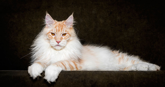 大中小！so？你家主子属于哪种？