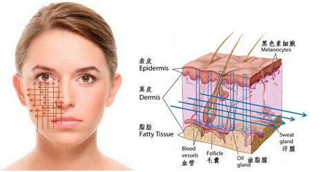 毛孔粗大的成因和解决方法,毛孔粗大成因类型及改善方法