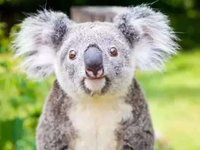 长隆旅游景区,长隆旅游度假村广州