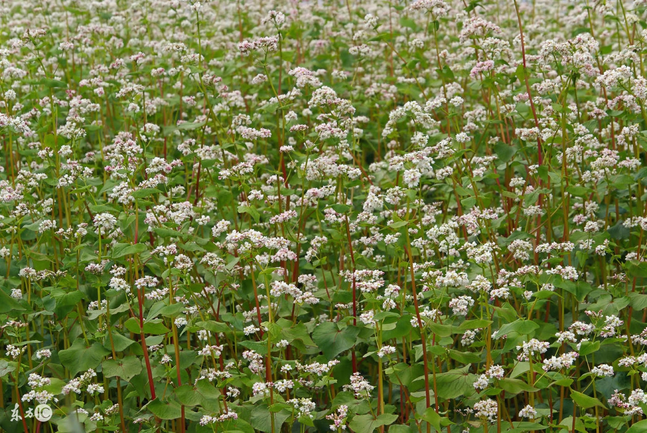 吃饸饹好消化不,渭南麦面饸饹哪家好吃
