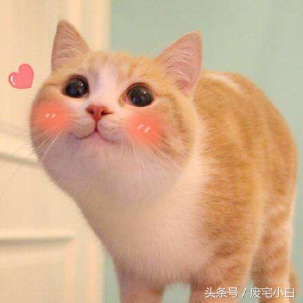 类似一拳超人的回合制游戏,类似一拳超人的动漫推荐