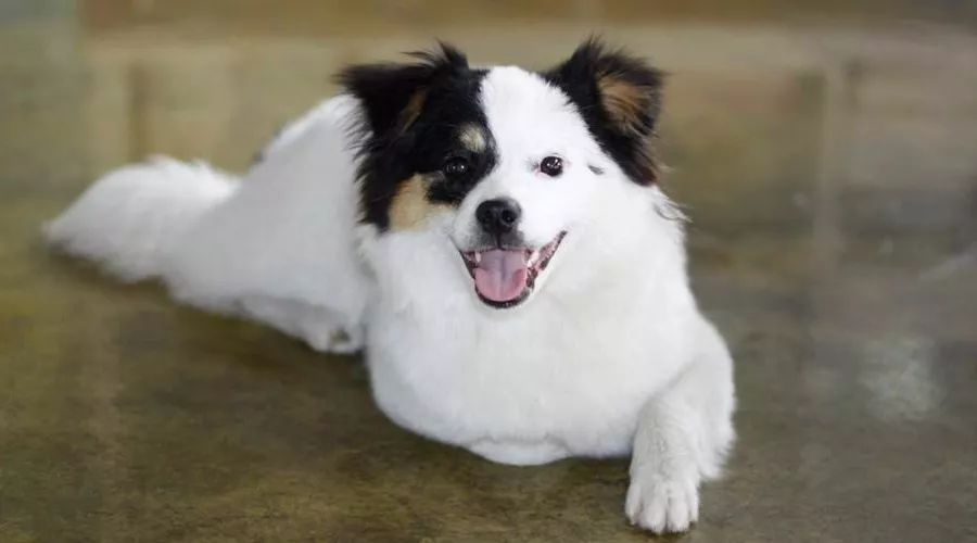 贵宾后腿发抖是怎么回事,贵宾如何训练直立行走