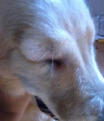 大金毛偷吃蜡瓶糖,大金毛偷吃辣椒