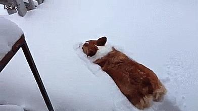 北方的猫过冬靠暖气,那南方的猫靠啥?