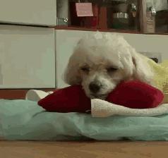 贵宾后腿发抖是怎么回事,贵宾如何训练直立行走