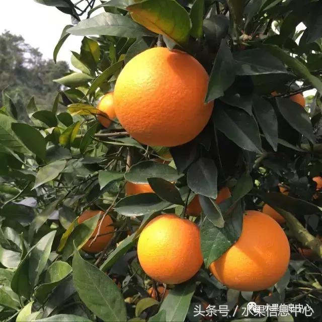 全国橙子品种大全,甜橙子产地直销怎么挑