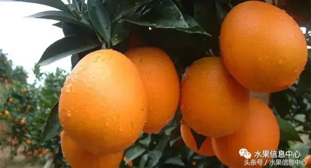 全国橙子品种大全,甜橙子产地直销怎么挑