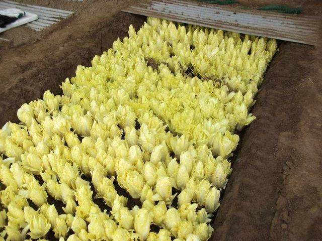 尿酸高痛风影响肾脏怎么治疗,尿酸高导致痛风会影响肾吗