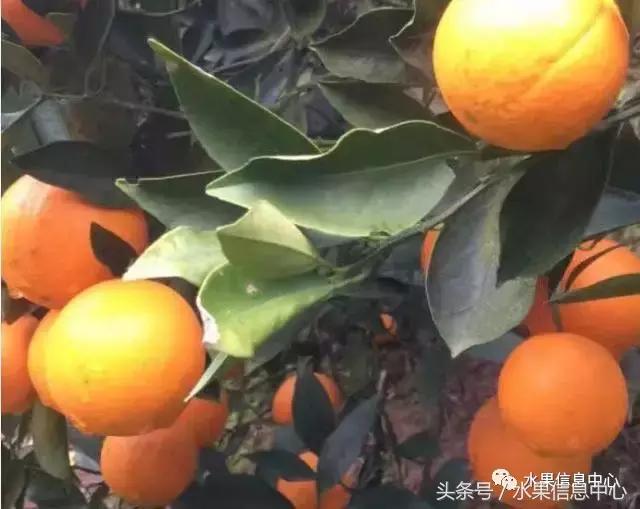 全国橙子品种大全,甜橙子产地直销怎么挑