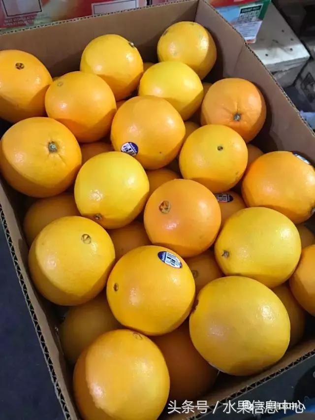 全国橙子品种大全,甜橙子产地直销怎么挑