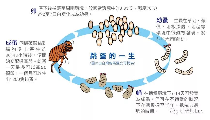 家中的宠物有跳蚤，怎样才能将它们一网打尽？