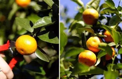 武汉周边果园采摘攻略,武汉5月份可以采摘的采摘园