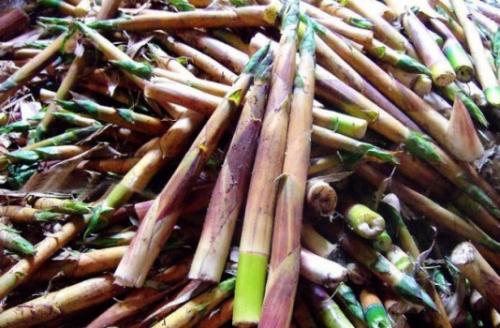 它清香微苦回甜滑口它对人体能起到特殊营养的作用