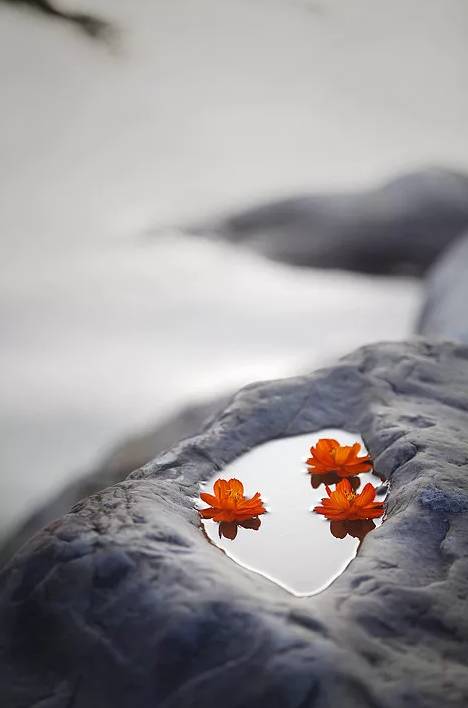 行路难诗词鉴赏,诗词赏析