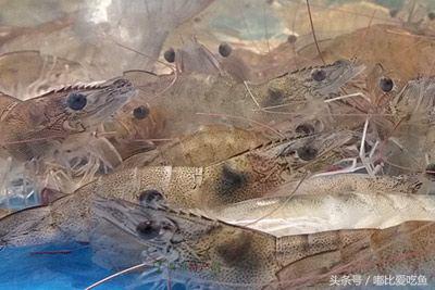 漳州市特产有哪些,漳州的特产有哪些介绍