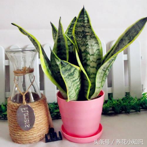 家里养花摆放展示,家里养花摆放