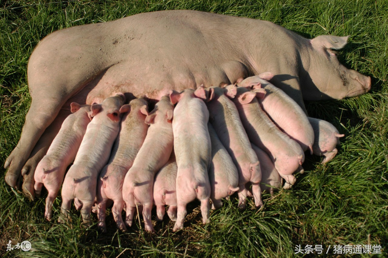 母猪子宫内膜炎的特效药是什么,母猪急性子宫内膜炎症状