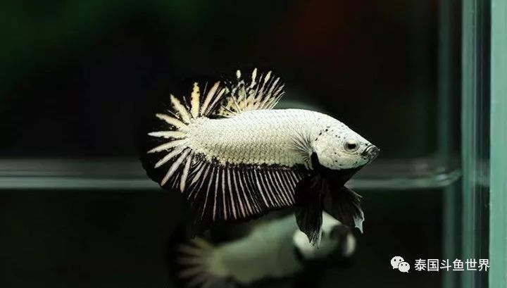 黑龙将军斗鱼,泰国斗鱼蓝黑将军