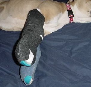 狗狗前腿弯了怎么回事,狗狗前腿弯曲是什么原因