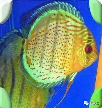 野菜分类,野彩和家彩的饲养区别