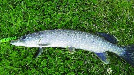 河畔边的哥德堡，路亚狗鱼河鲈的好地方！