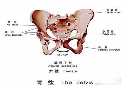 孕妈的肚子迅速变大,孕妈肚子怎么变大