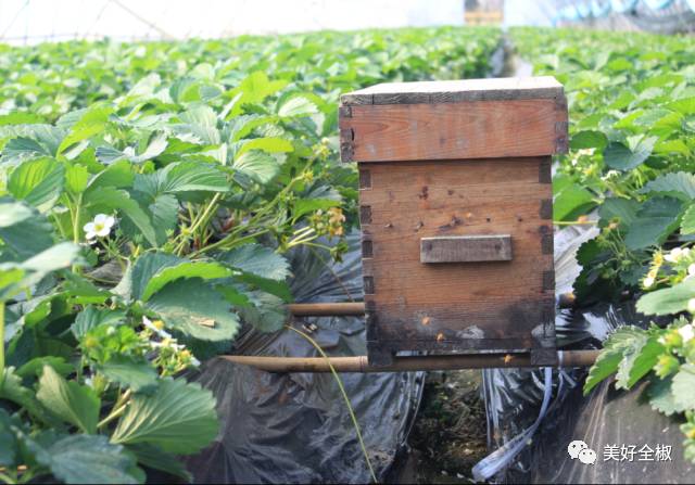 号外！全椒这里的草莓上市啦！观光采摘约起来吧~“莓”你不行！（附获奖名单）