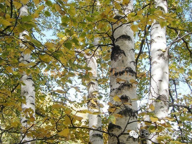 萌斯兰生存指南7:地摊的生存指南还是留着天堂看吧,靠谱的办法还要看这个!