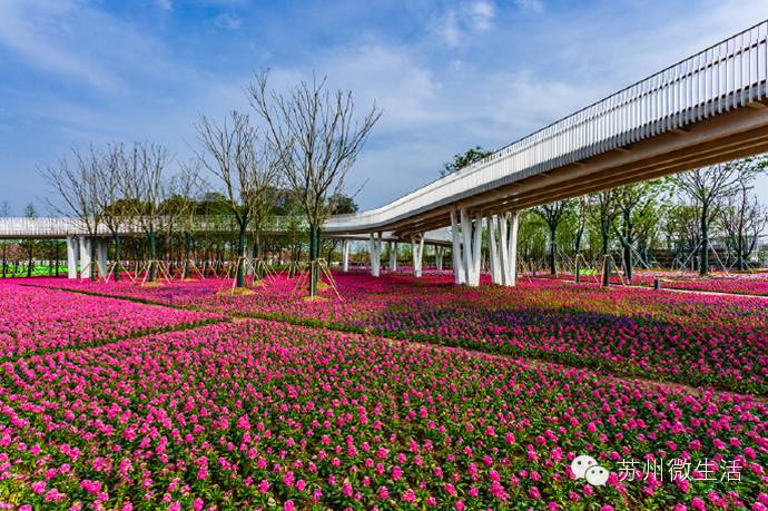 园博园花海在哪个位置,园博园花海现在还有么