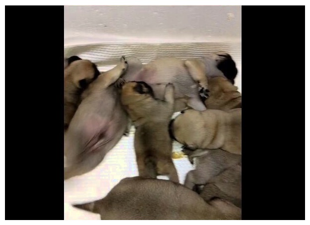 一群小狗找公狗要奶喝，主人一看怀疑人生：这是家丑啊！