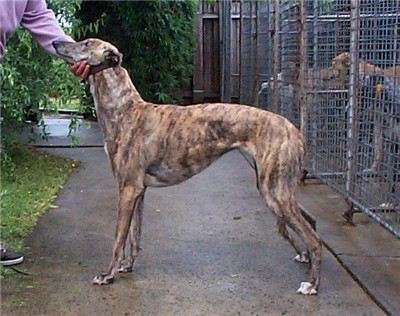 八个月大的格力犬值多少钱,想买格力犬去哪里买