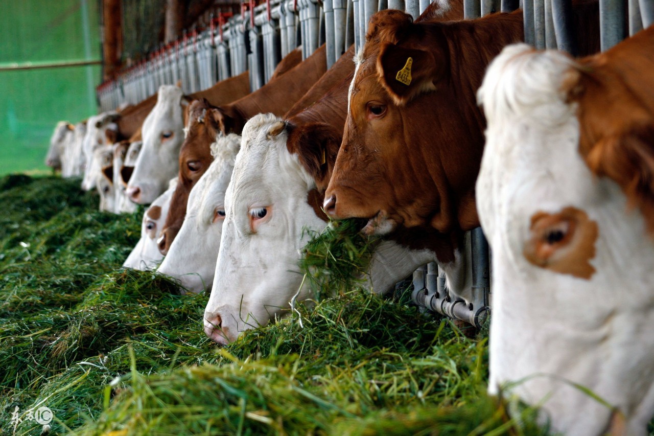 自繁自养奶牛养殖的利润杀手-奶牛不孕的原因分析及防治措施！