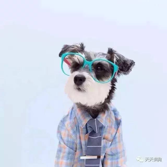 狗狗绝育知识及注意事项