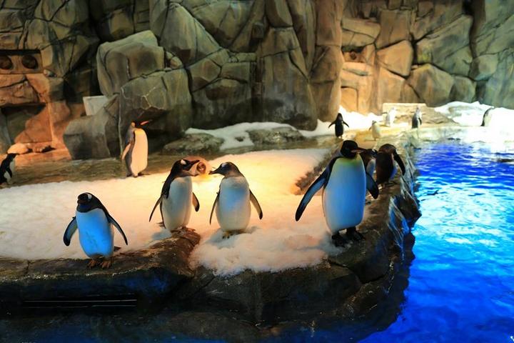 游玩香港海洋公园视频,玩转香港攻略5天4晚