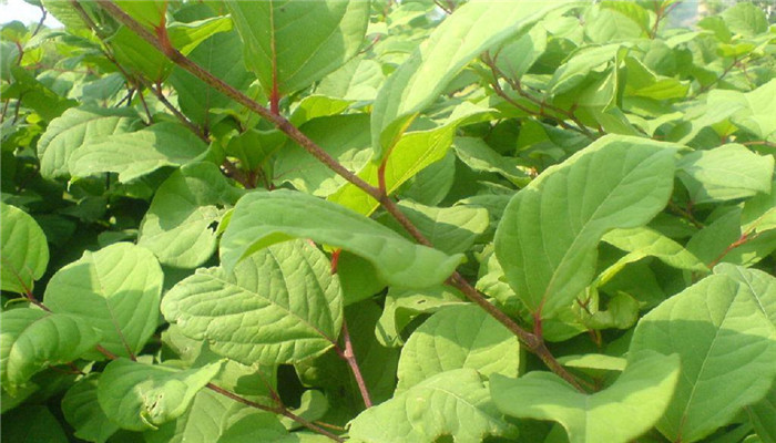 虎杖及虎杖提取物,虎杖根茎提取物