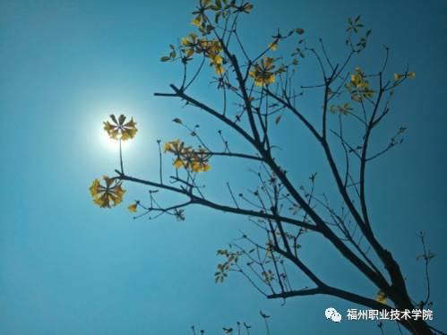 福州的职业技术学院有哪些,福州职业技术学院都有什么学院