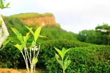 岩茶大红袍怎么选购的,如何挑选适合自己的武夷岩茶