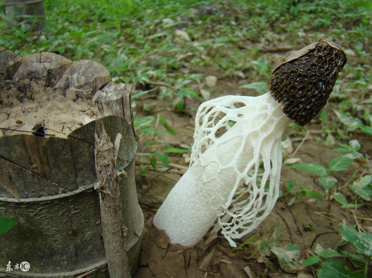 餐桌上必吃的七种冠军蔬菜,饭桌上的精品菜