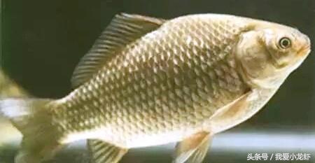 小龙虾养殖技术全程,小龙虾标准化养殖流程