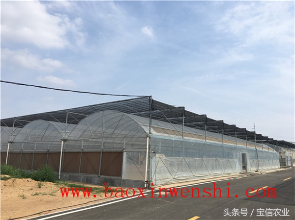 大型薄膜温室大棚设计,高端薄膜温室大棚