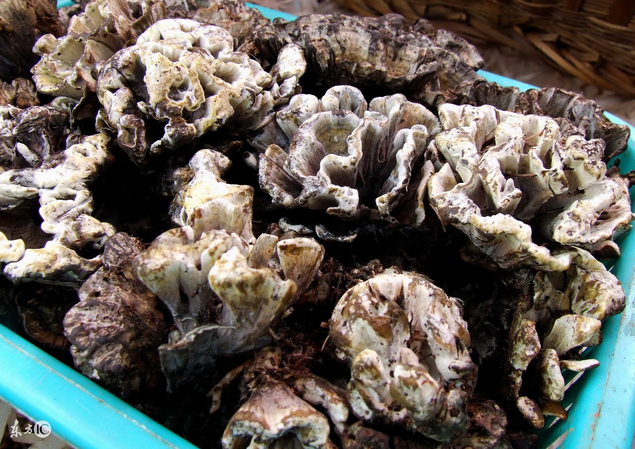 餐桌上必吃的七种冠军蔬菜,饭桌上的精品菜