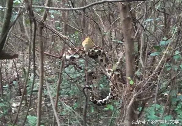 第26期：蛇医（原创精品）