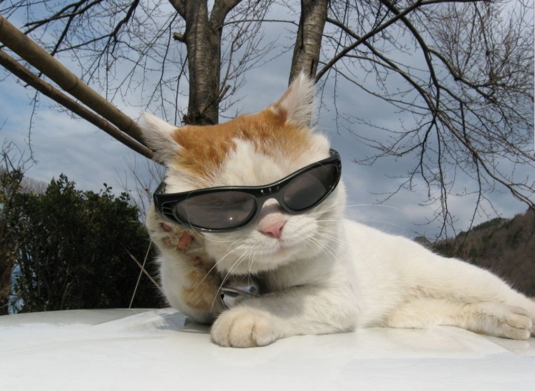 怎么样识别猫对人的依赖,怎么了解猫的心理