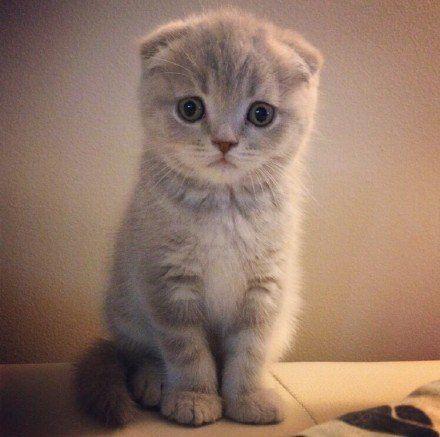 怎么样识别猫对人的依赖,怎么了解猫的心理