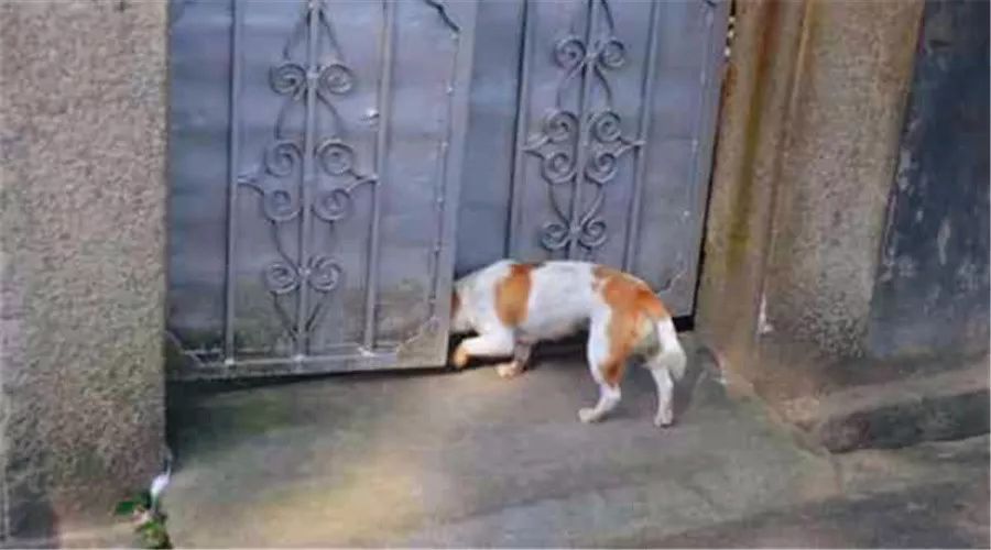 狗狗丢了怎么用互联网找,狗狗丢了12天了应该怎么找