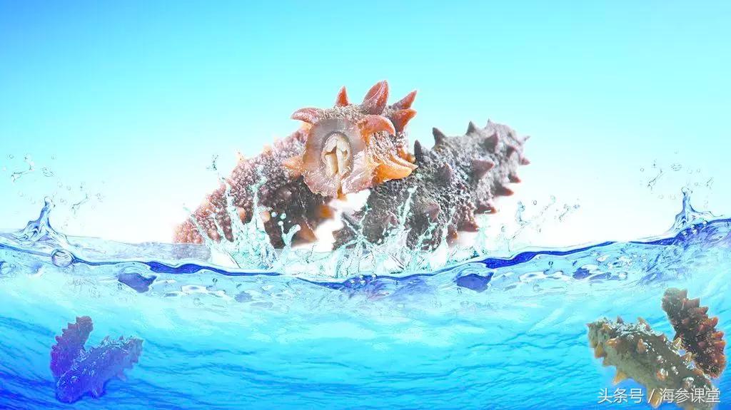 如何挑选海参才最好,怎么选择最好的海参