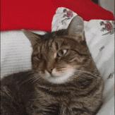 cosme大赏2022精华排名,cosme大赏2020平价产品