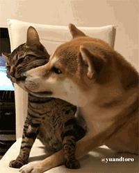 铲屎官出门后猫狗的反应,铲屎官怎么对待猫