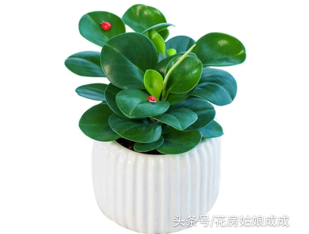 如何让豆瓣绿快速生根,碧玉豆瓣绿的养殖方法和注意事项